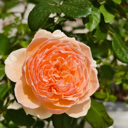 Masora (Japanese Rose)