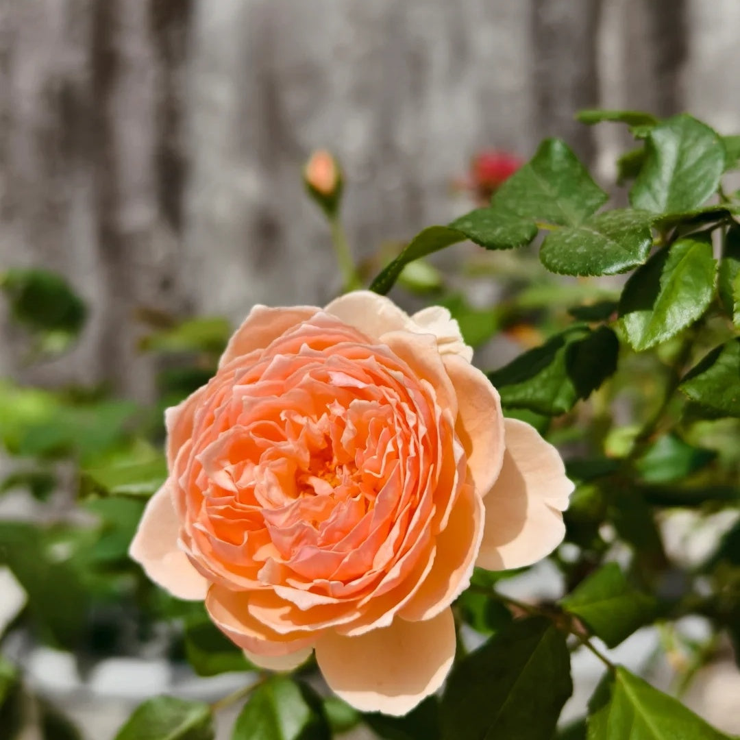 Masora (Japanese Rose)