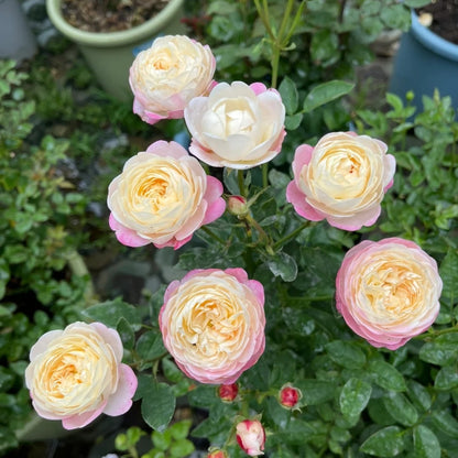 Mon Amour (Japanese Rose)