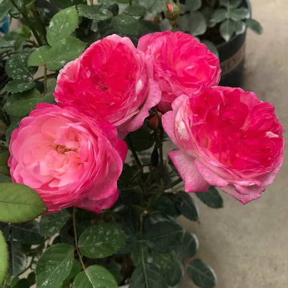 Mon Amour (Japanese Rose)