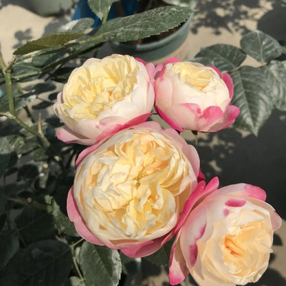 Mon Amour (Japanese Rose)