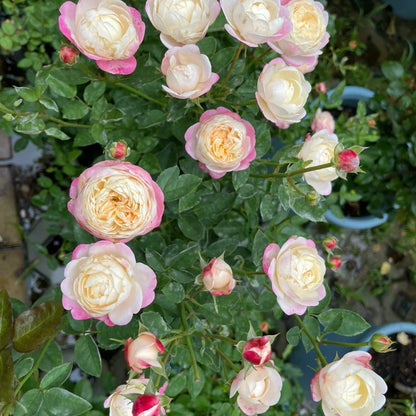 Mon Amour (Japanese Rose)