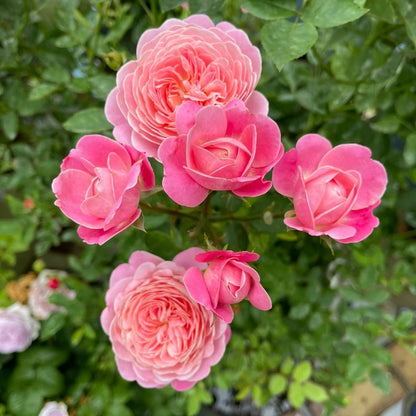 Mon Amour (Japanese Rose)