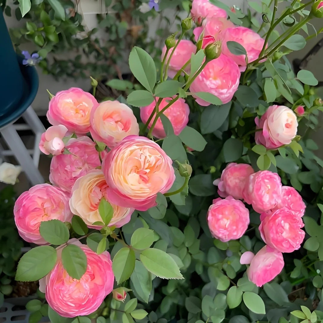 Mon Amour (Japanese Rose)