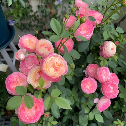 Mon Amour (Japanese Rose)