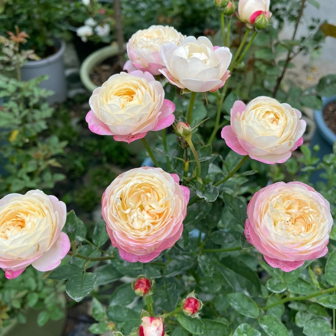Mon Amour (Japanese Rose)