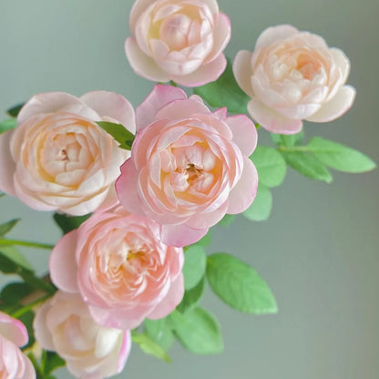 Mon Amour (Japanese Rose)