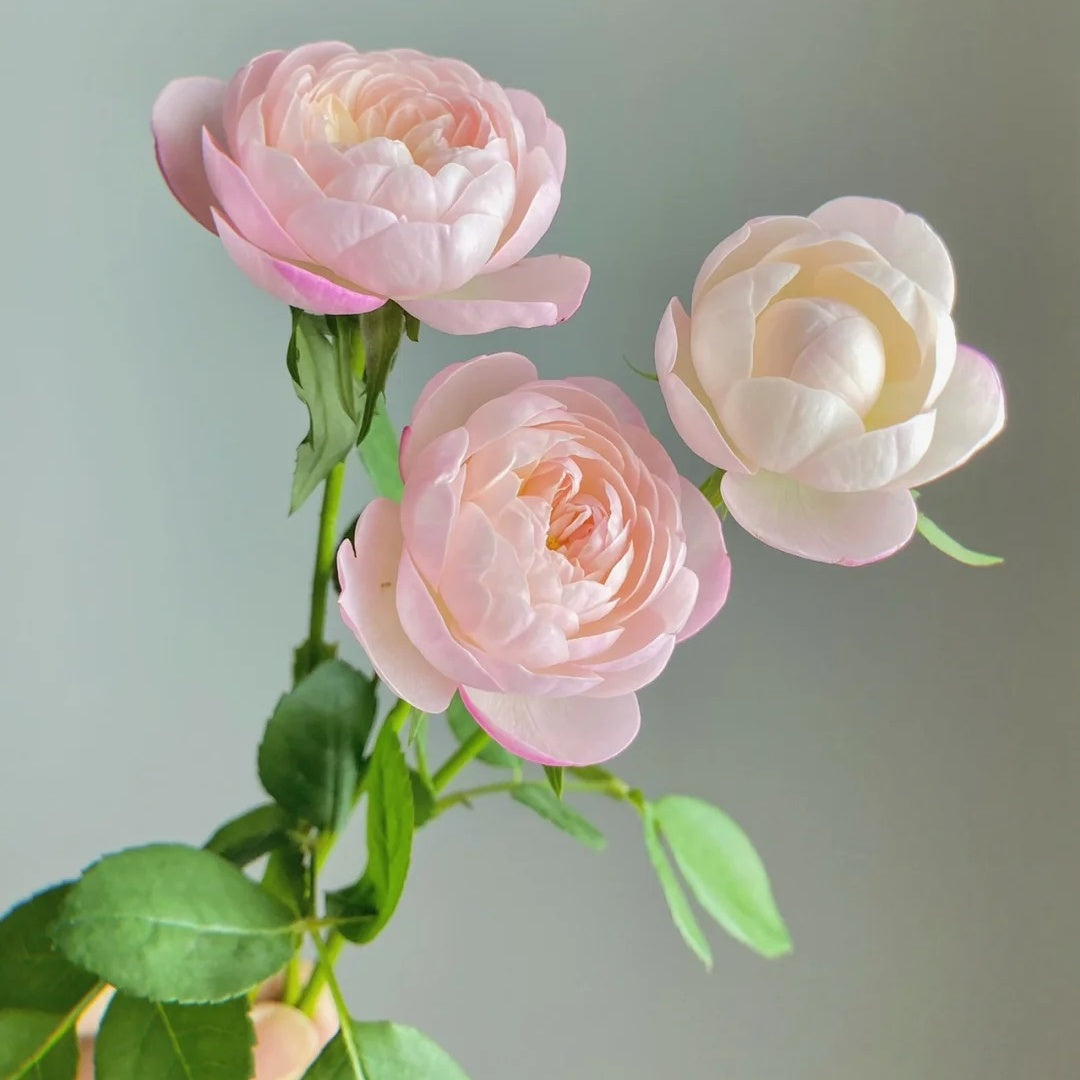 Mon Amour (Japanese Rose)