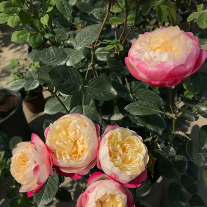 Mon Amour (Japanese Rose)