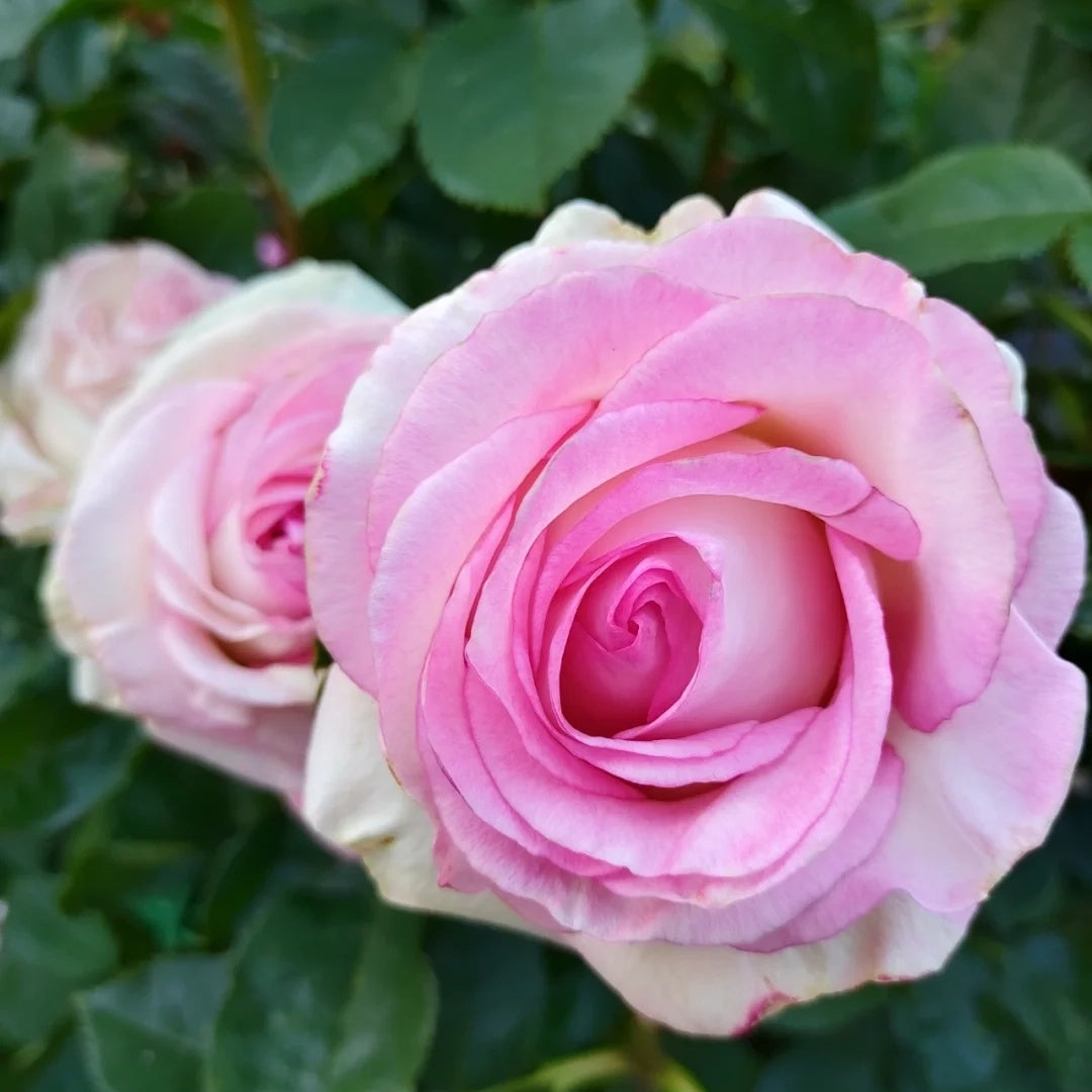 Moon stone – Seaside Roses Nursery