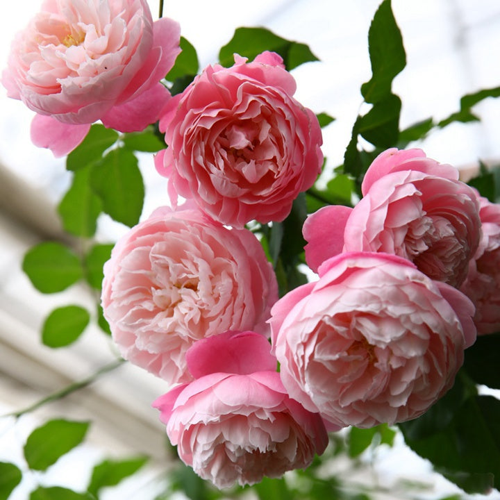 Plume (Japanese Rose)