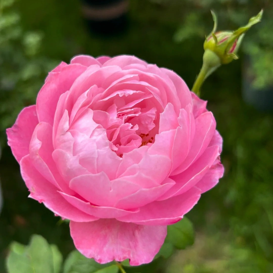 Plume (Japanese Rose)