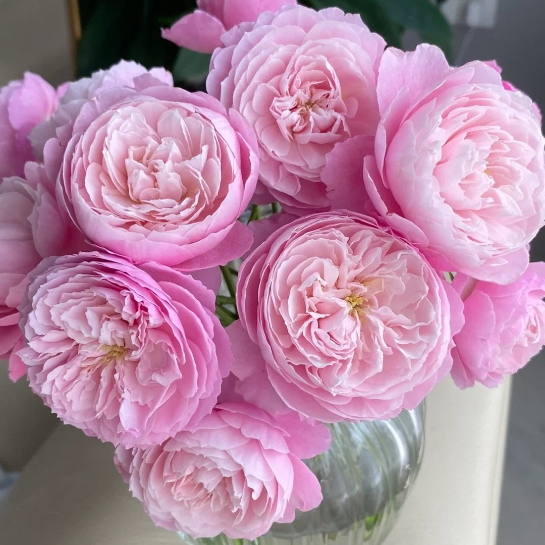 Plume (Japanese Rose)