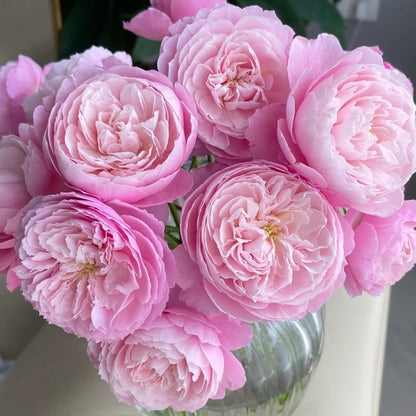 Plume (Japanese Rose)