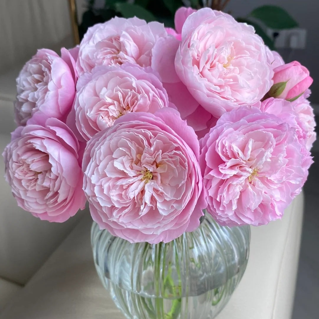 Plume (Japanese Rose)