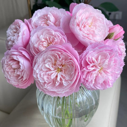 Plume (Japanese Rose)