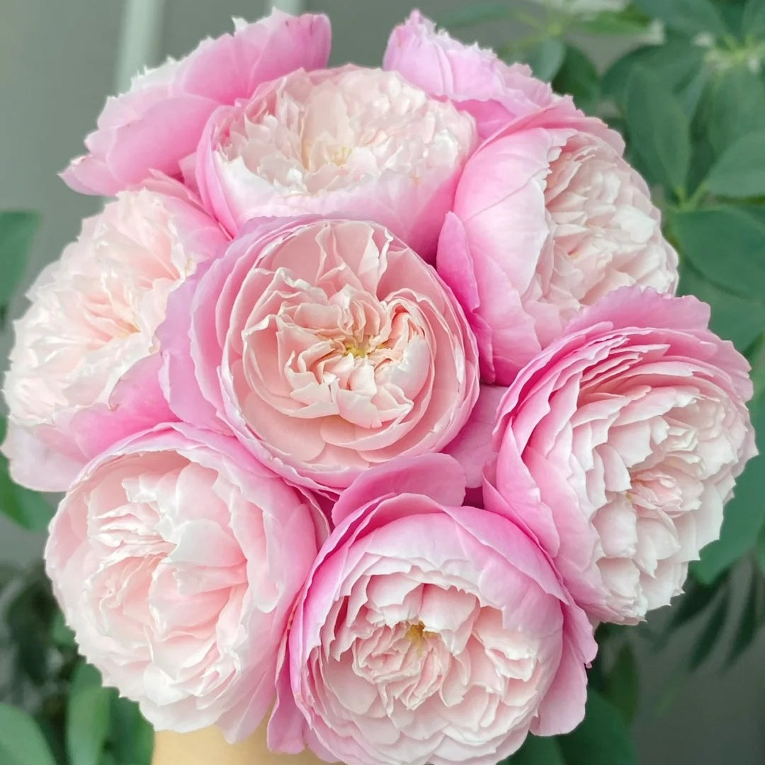 Plume (Japanese Rose)