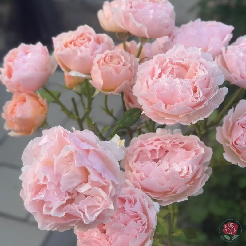 Princesse Charlène de Monaco