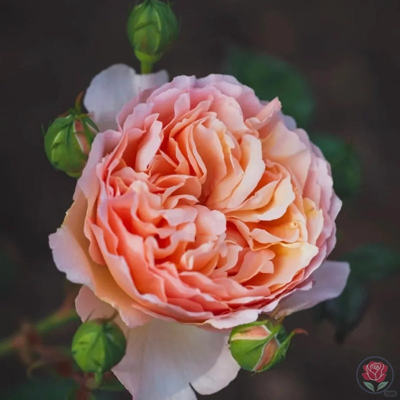 Princesse Charlène de Monaco