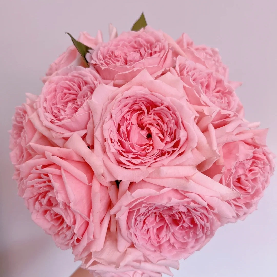 Princess Hitomi (Japanese Rose)