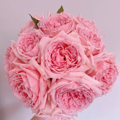 Princess Hitomi (Japanese Rose)