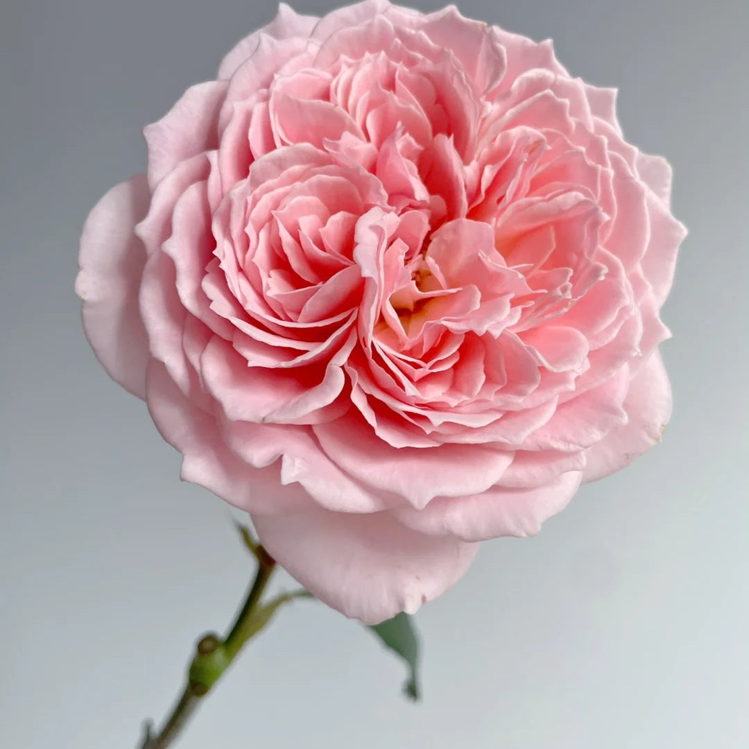 Princess Hitomi (Japanese Rose)