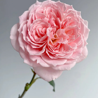 Princess Hitomi (Japanese Rose)