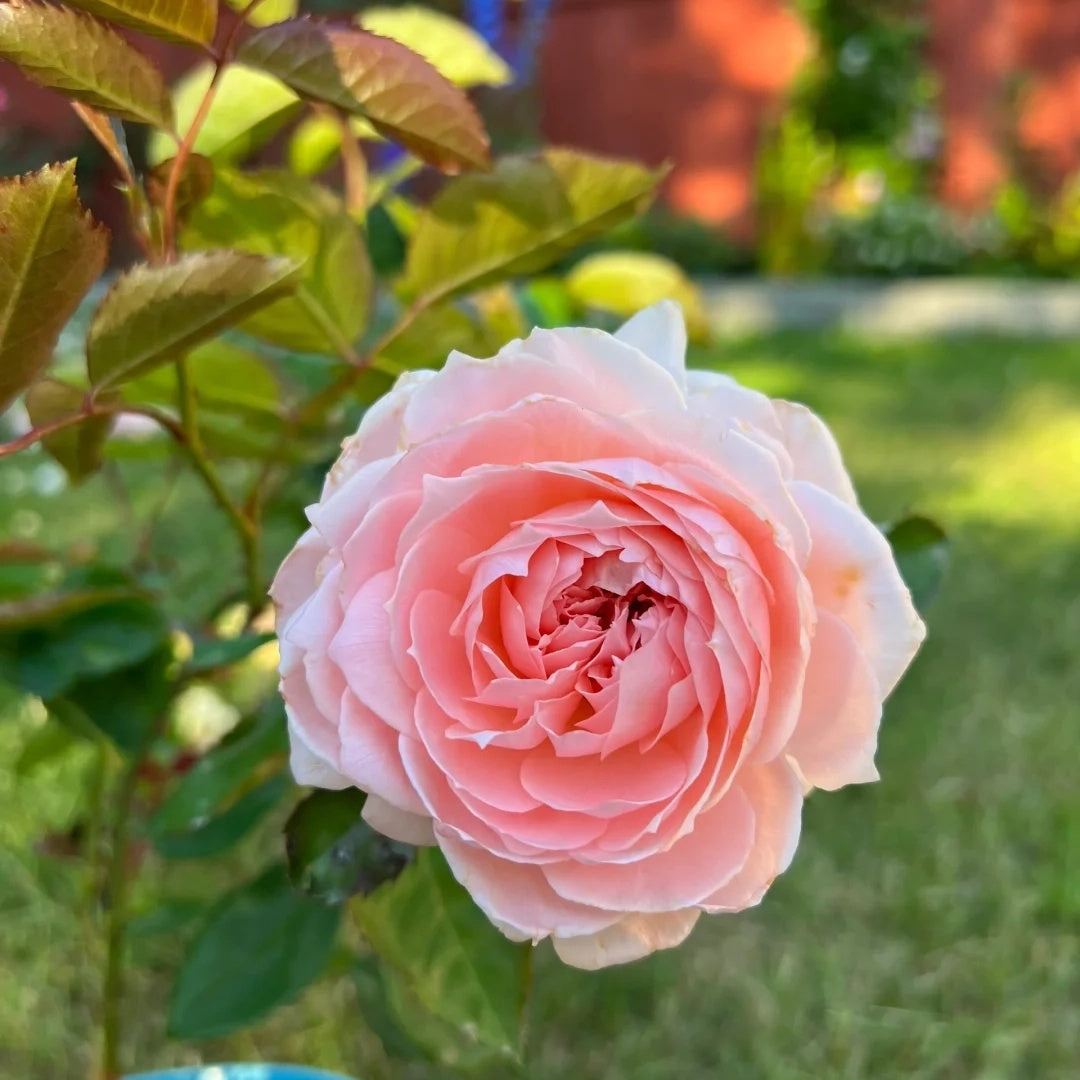 Princess Hitomi (Japanese Rose)
