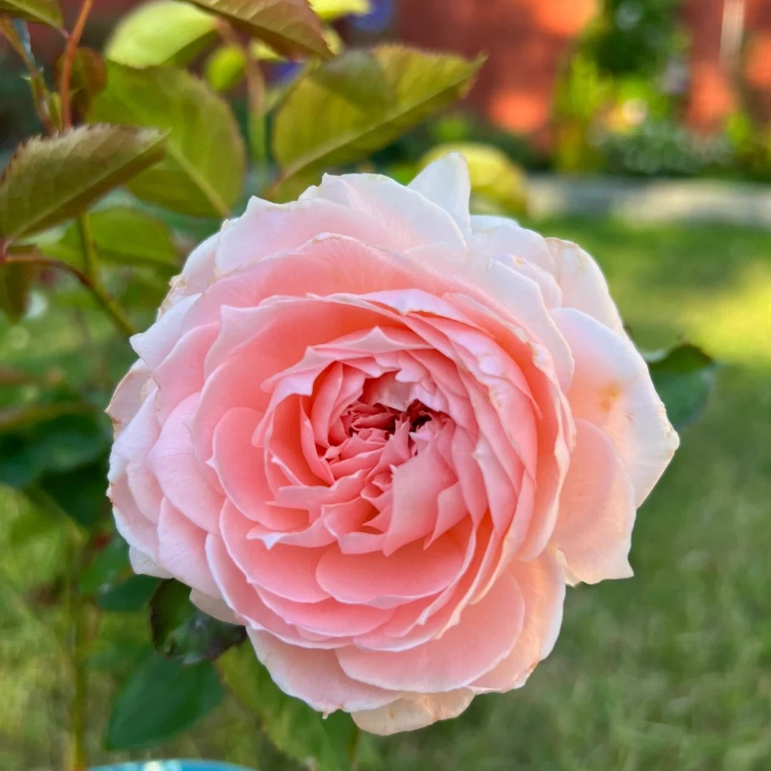 Princess Hitomi (Japanese Rose)