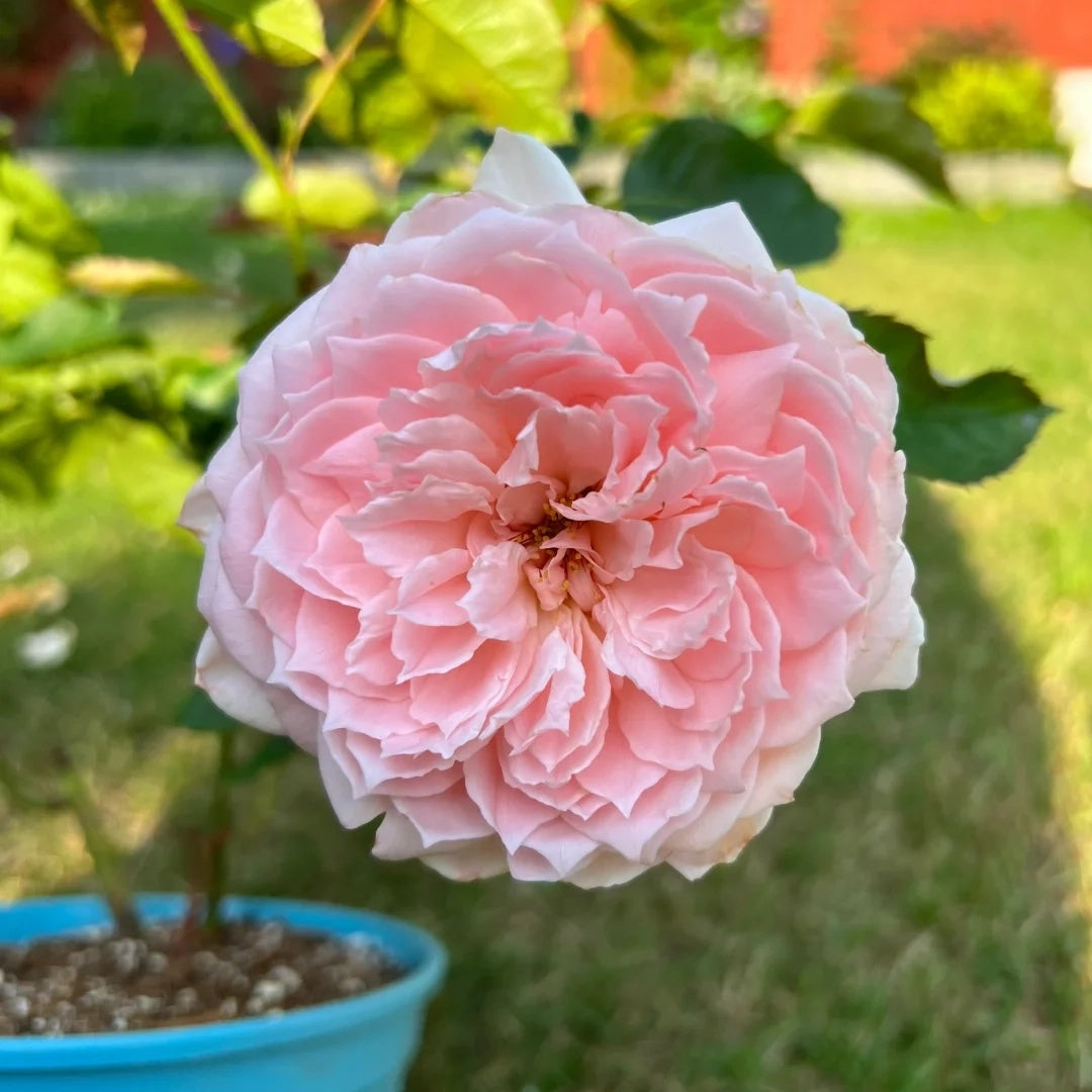 Princess Hitomi (Japanese Rose)