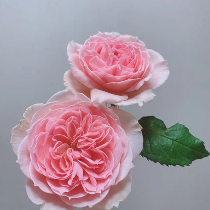 Princess Hitomi (Japanese Rose)