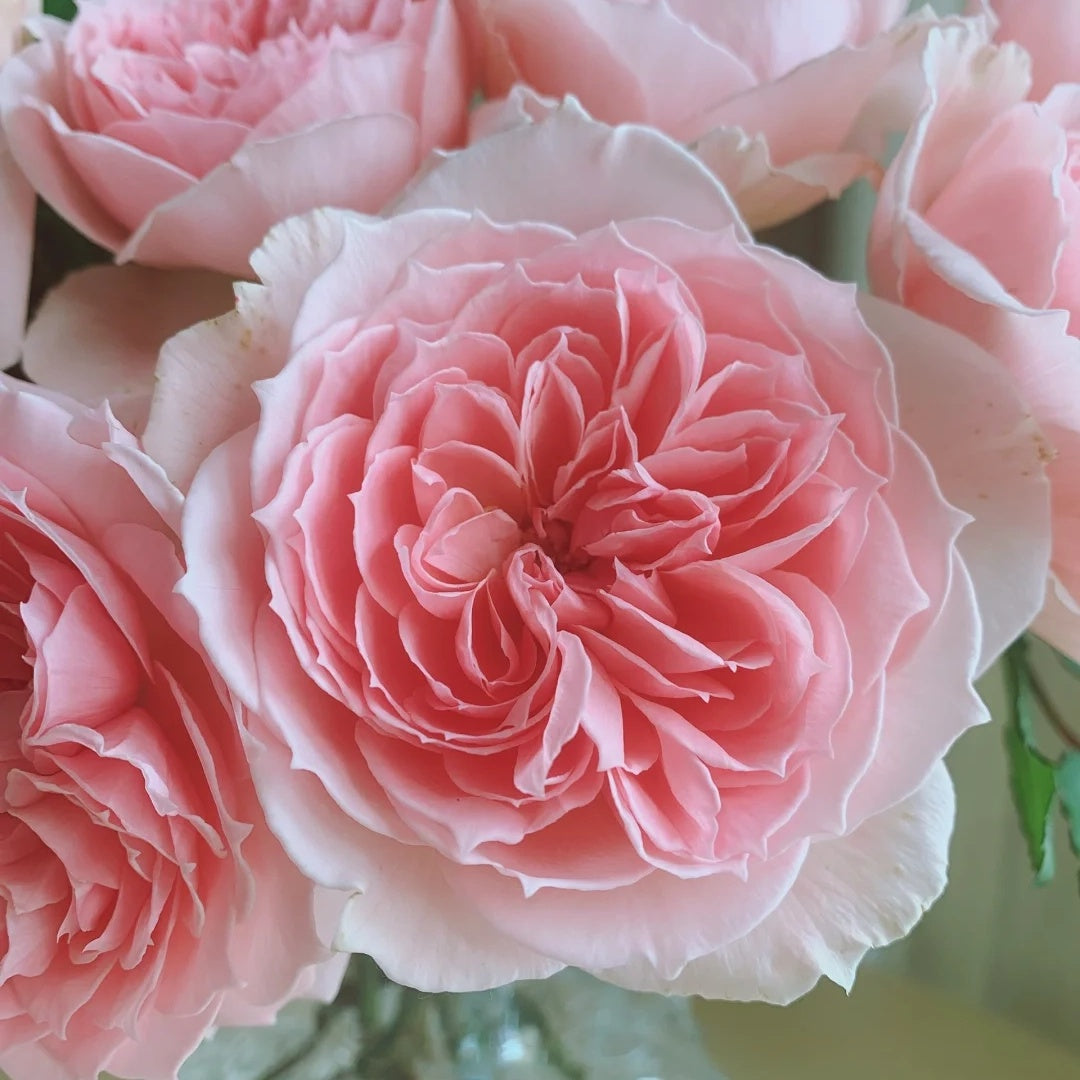 Princess Hitomi (Japanese Rose)