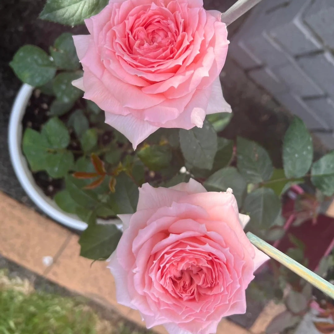 Princess Hitomi (Japanese Rose)