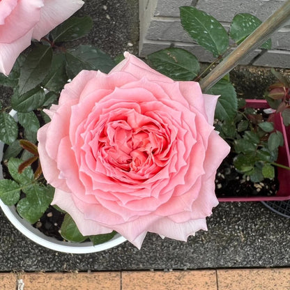 Princess Hitomi (Japanese Rose)