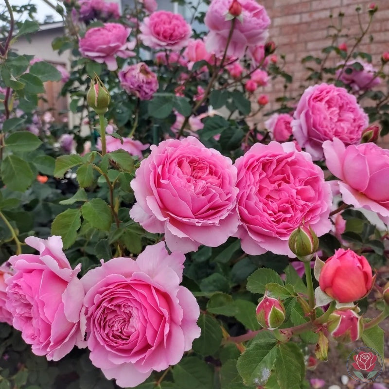 Princess Alexandra of Kent