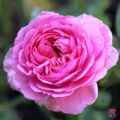 Princess Alexandra of Kent