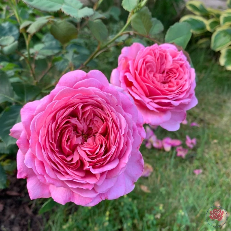 Princess Roses – Seaside Roses Nursery Princess Roses – Seaside Roses Nursery