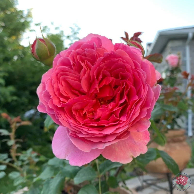 Princess Alexandra of Kent