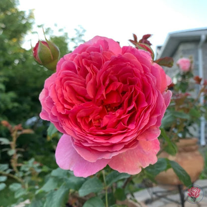 Princess Alexandra of Kent