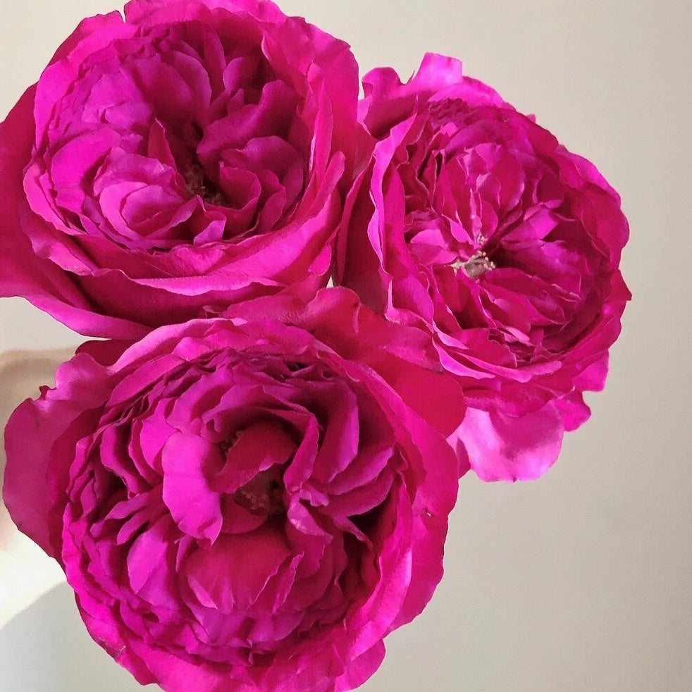 Princess Kishi (Japanese Rose)