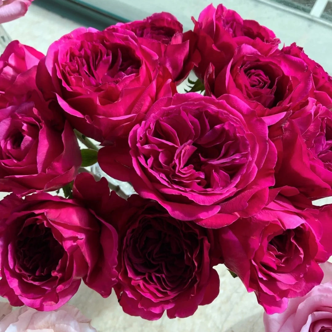 Princess Kishi (Japanese Rose)