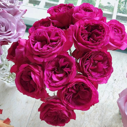 Princess Kishi (Japanese Rose)