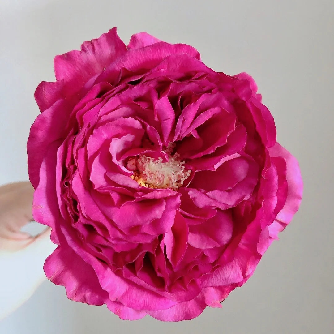 Princess Kishi (Japanese Rose)