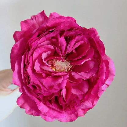 Princess Kishi (Japanese Rose)