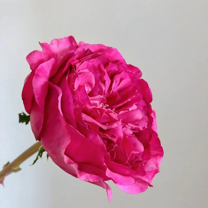 Princess Kishi (Japanese Rose)