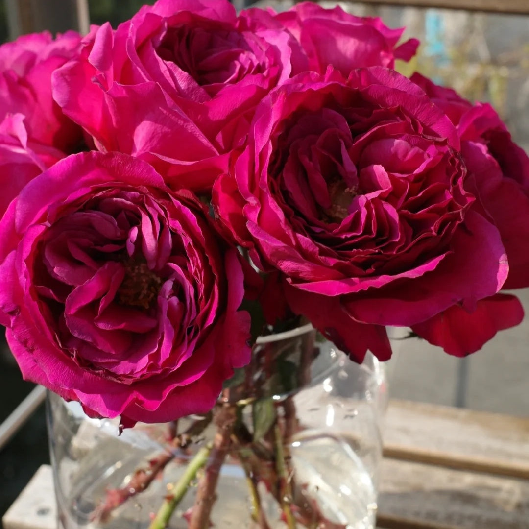 Princess Kishi (Japanese Rose)