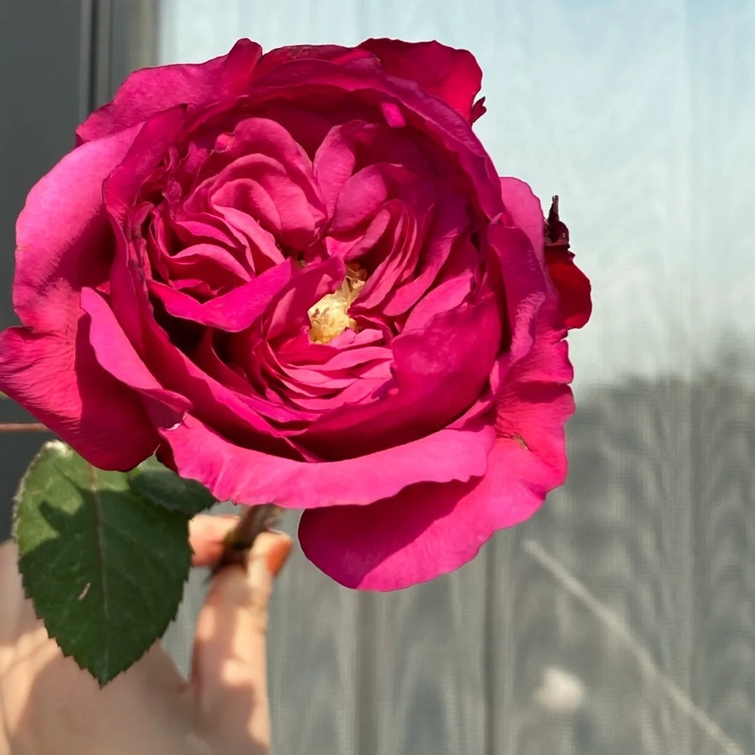 Princess Kishi (Japanese Rose)