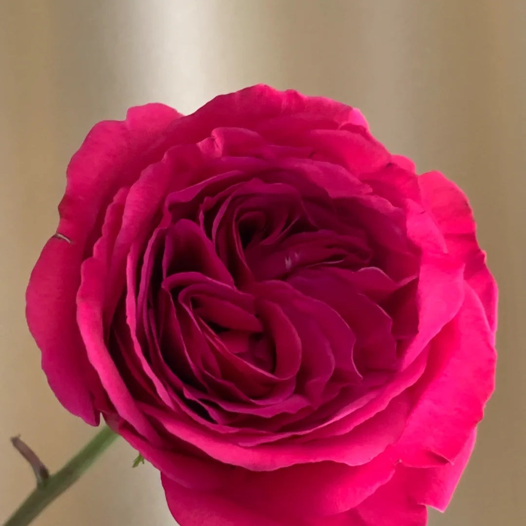 Princess Kishi (Japanese Rose)