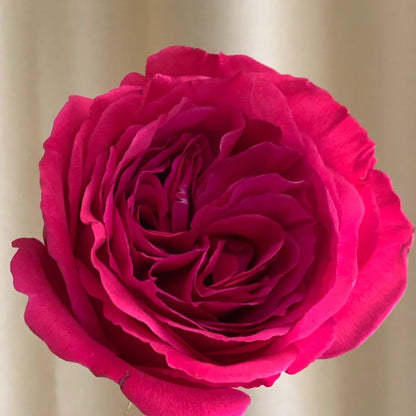 Princess Kishi (Japanese Rose)