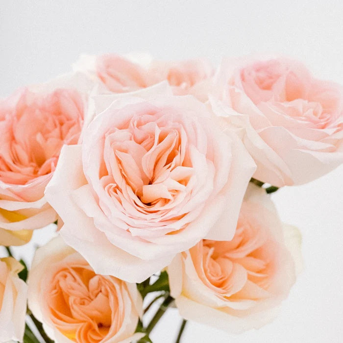 Princess Maya (Japanese Rose)